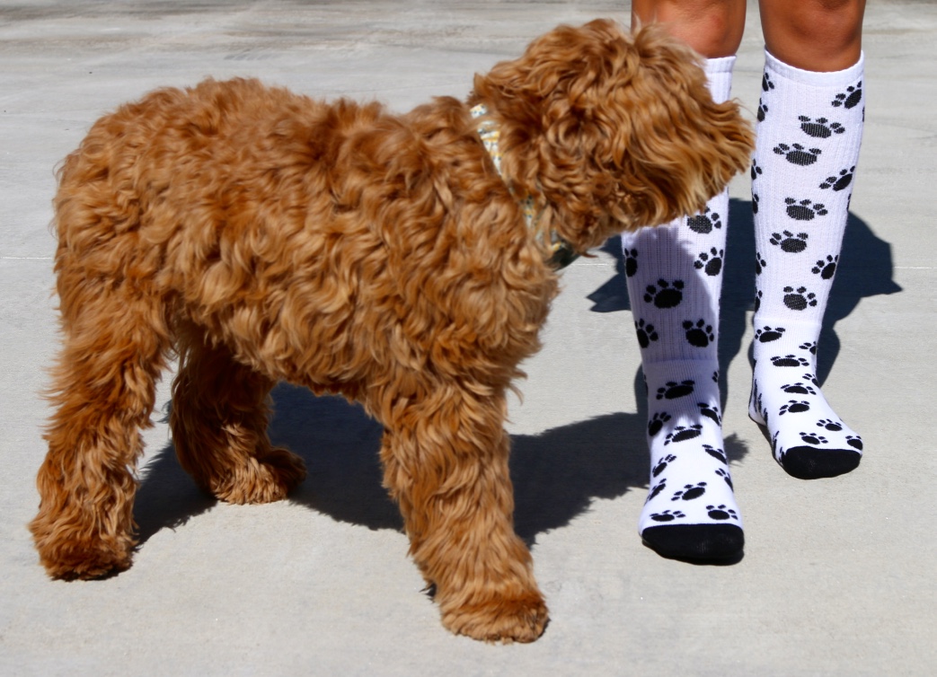 dog rubbing face on socks