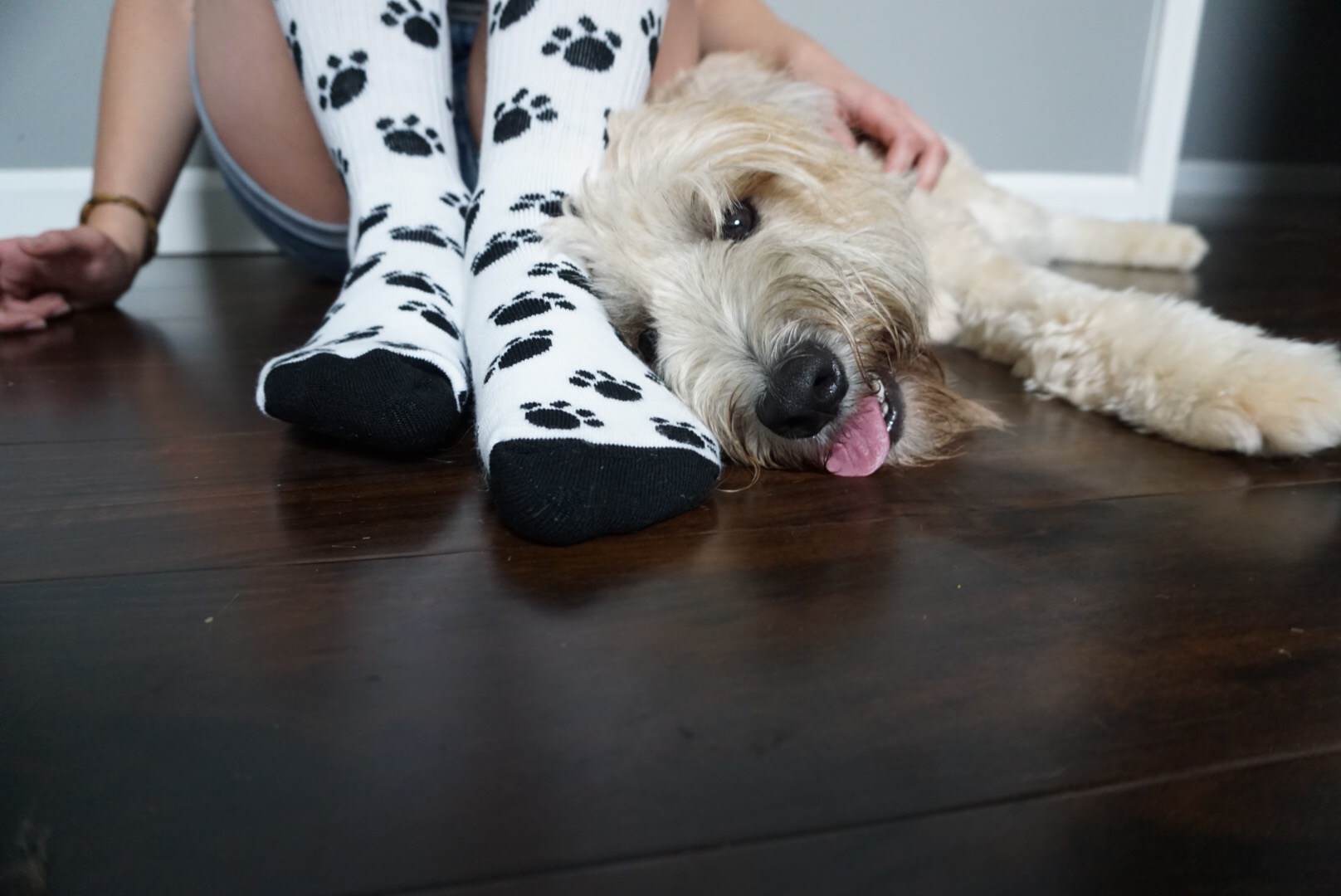 dog laying on floor with owner and paw socks