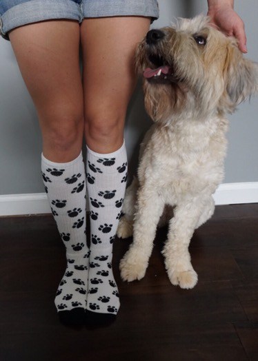 dog being trained not to steal socks