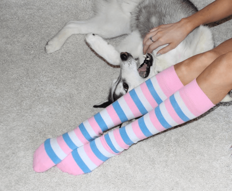 white husky on white carpet getting pet with owner with socks
